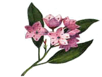 Mountain Laurel